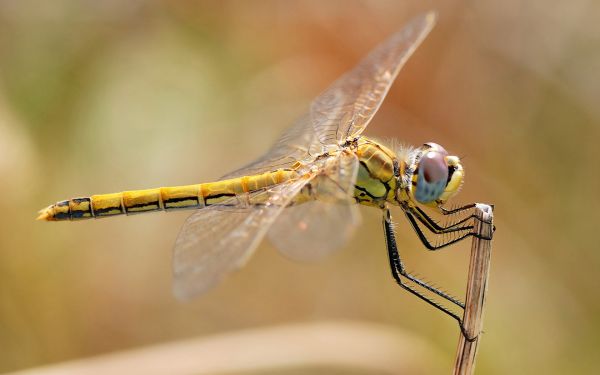 Fotografie,Insekt,Libellen,Libelle,Flügel,Damselfly