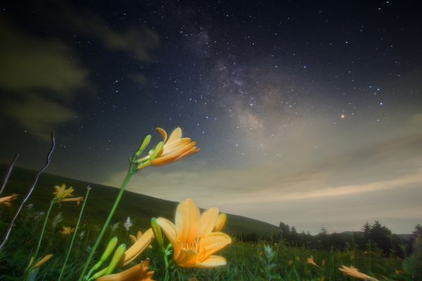 květiny,voda,Japonsko,krajina,noc,galaxie