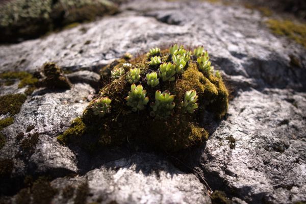 muschio,macro,natura,piante,bokeh,rocce