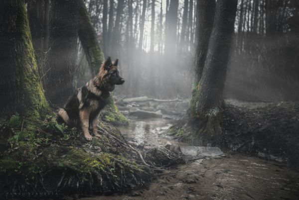 blick,2000x1343 px,hund,skog,sheepdog,strömma