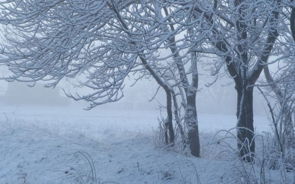 landscape,forest,nature,snow,winter,branch