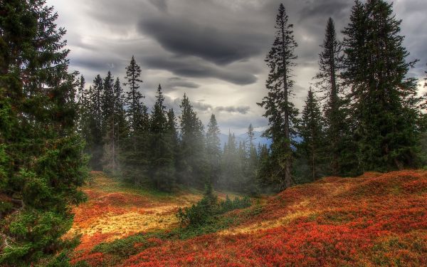 Árvores,panorama,floresta,natureza,manhã,névoa