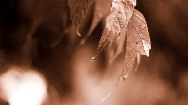 sunlight,leaves,monochrome,nature,photography,water drops