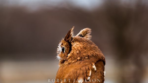 自然,写真,閉じる,野生動物,ニコン,赤