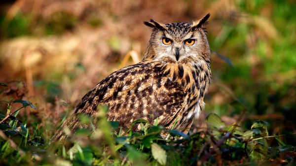 fåglar, natur, vilda djur och växter, rovfågel, Uggla, fågel