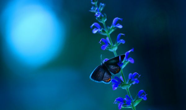 light,life,lighting,blue,Friends,flower