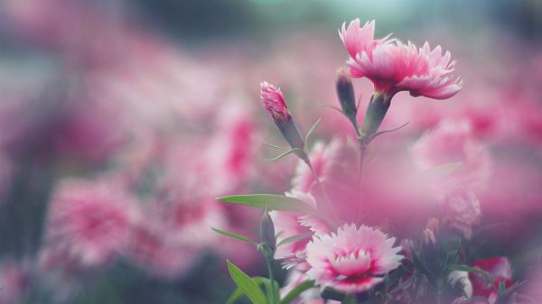 2560x1440 px,Flores,natureza,flores cor de rosa