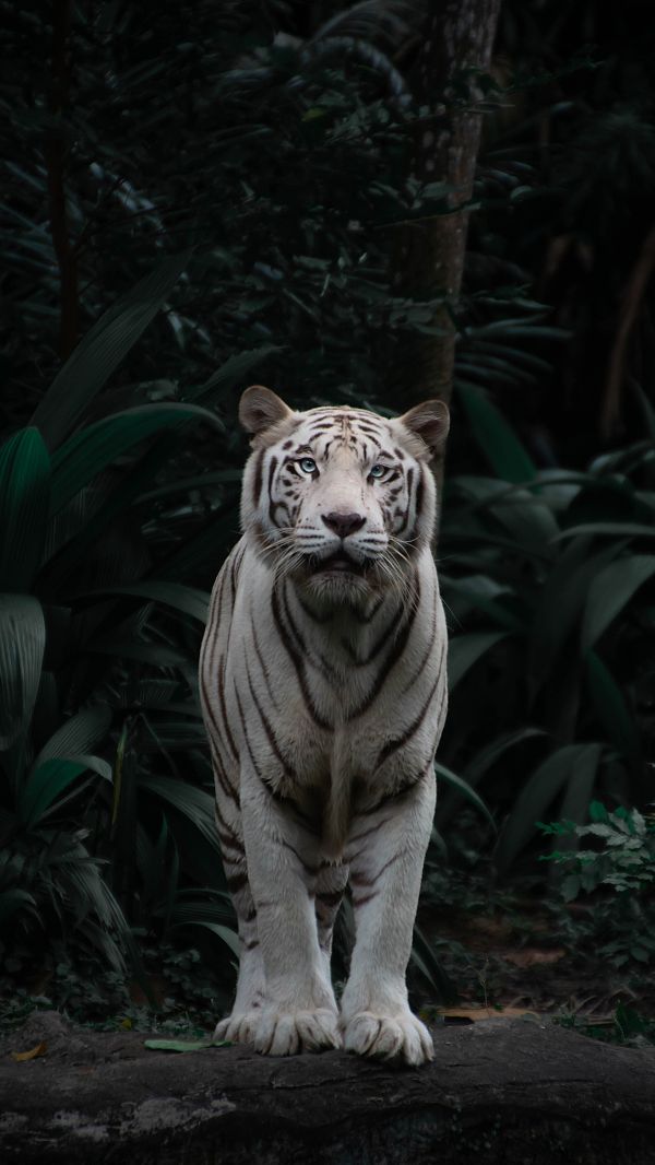 anlegg,bengal tiger,tiger,felidae,sibirske tigeren,kjøtteter