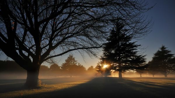 Árvores,Abeto,parque,dom,luz,Sombras