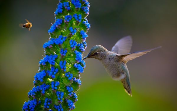 uccelli,animali,fiori,natura,avvicinamento,natura