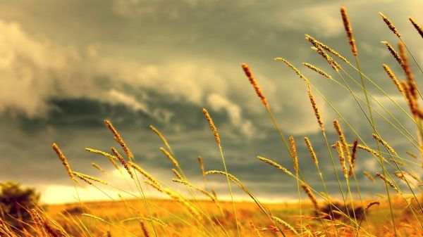 zonlicht, zonsondergang, natuur, gras, hemel, planten