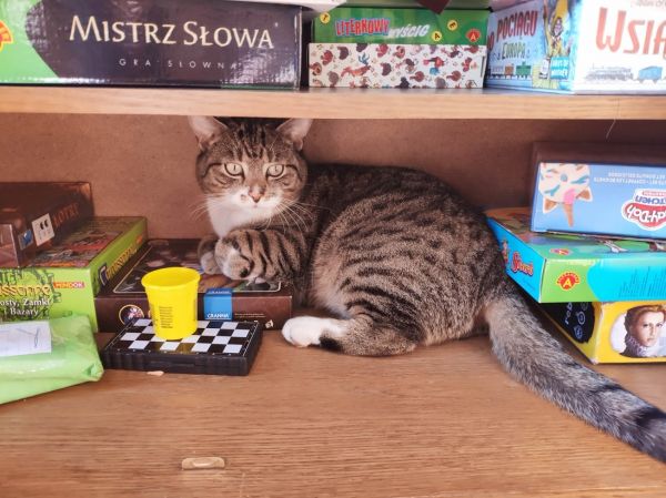 gato,vertebrado,Felino,Carnívoro,Gatos pequeños a medianos,mamífero