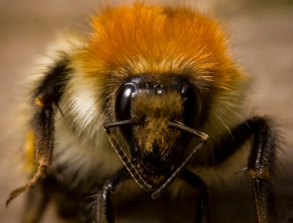 macro,natura,animale,avvicinamento,meraviglioso,insetto