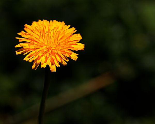 flowers,flower,nature,floral,ART,beautiful