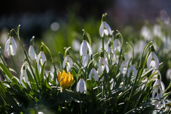 vit,blomma,ljus,gul,vår,skillnad