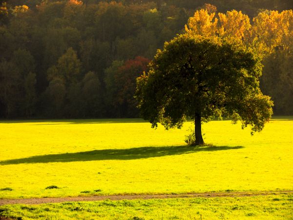 slnečnému žiareniu, stromy, krajina, západ slnka, príroda, jedlo