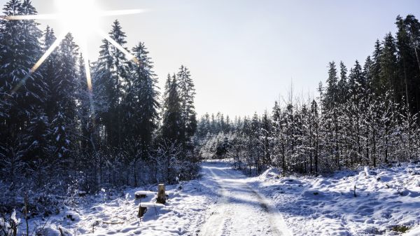 luonto,Puut,maisema,Aurinko,talvi-,lumi