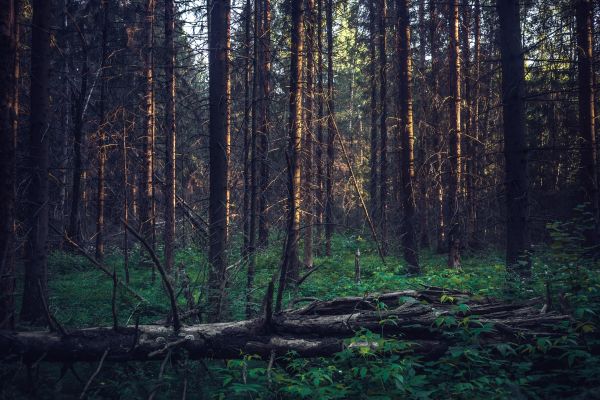 legna, foresta, Forrest, Russia, tre, Nikon