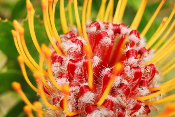 květ,makro,leucospermum