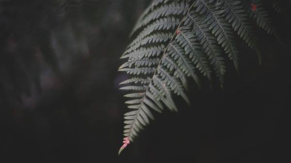 fotografia, foresta, macro, profondità di campo, avvicinamento, felci