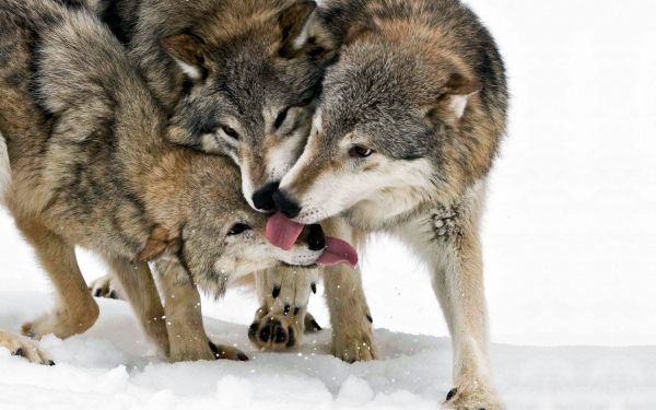 neve,animais selvagens,Lobo,pele,coiote,língua