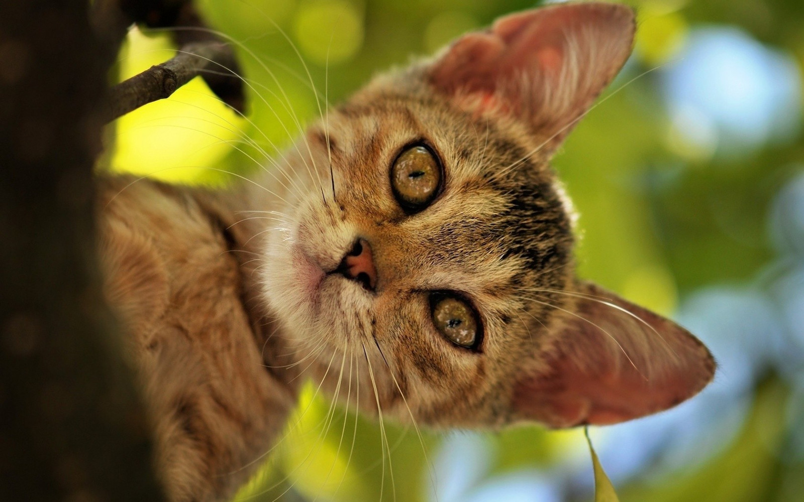 gato, Animales, naturaleza, fauna silvestre, nariz, bigotes, Gato salvaje, flor, ojo, gatito, fauna, mamífero, vertebrado, de cerca, Gato como mamífero, Fotografía macro, Gatos pequeños a medianos