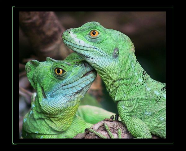 zvěř,zelená,Iguana,vlasy,zoologická zahrada,Stuttgart