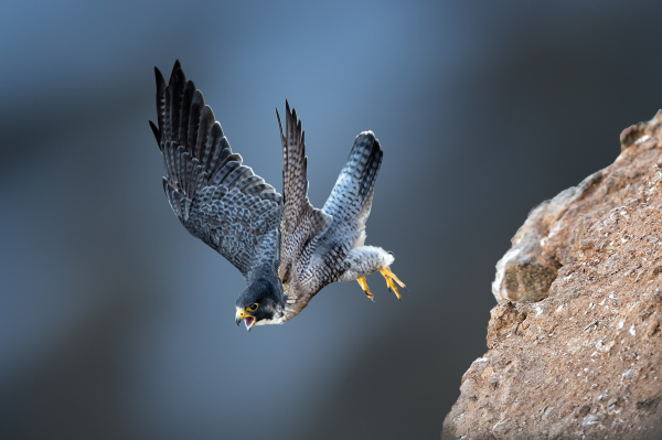 uccelli, fotografia, ramo, natura, animali, natura