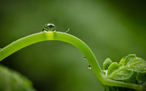 작은 물방울,닫다,녹색,잎,사격