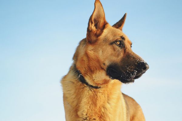 cachorro,Pastor alemão