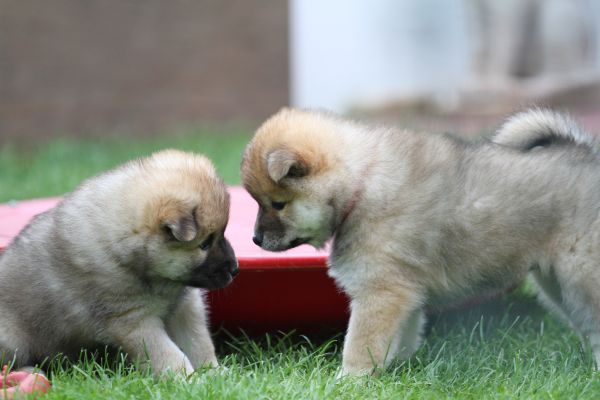 eurasier,anak anjing,anjing,ceria