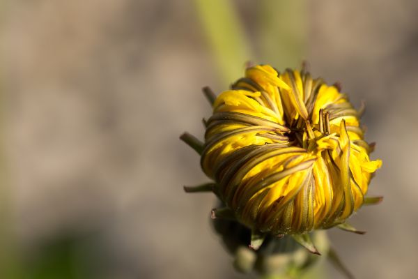 タンポポ,花,芽,閉じる