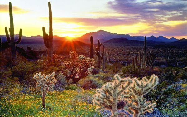 Ouest,Cactus,Prickles,fleurs,jaune,Des buissons