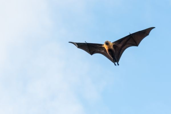 natur,inflight,flyingfox,fruitbats,flagermus,flagermus