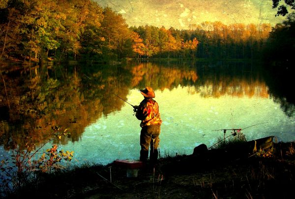 lumière du soleil, forêt, Lac, eau, la nature, réflexion