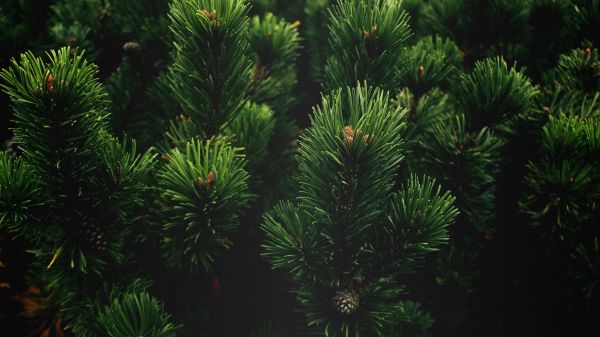 la nature,fermer,des arbres,conifère