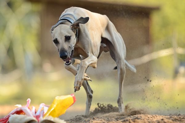 arabian hound,Pes,skok,písek