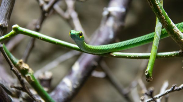 natuur, tak, slang, groen, gras, de lente