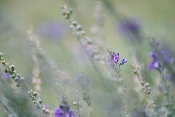 blomster, natur, tulipaner, regn, vann, gress