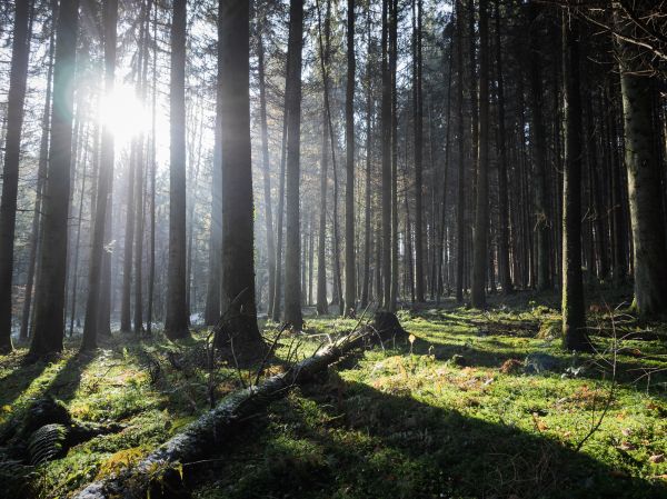 paysage,forêt,la nature,lumière du soleil,hiver,vert