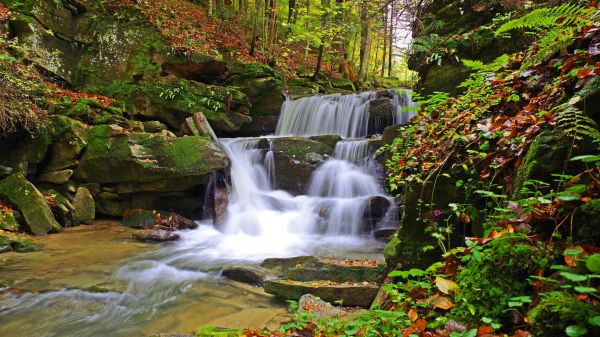 natura,foresta,fogliame,Polonia,muschio,pietre