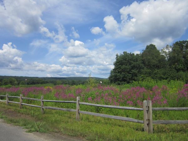 bomen, landschap, bloemen, heuvel, natuur, gras