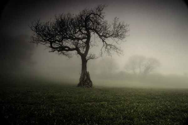 campo,névoa,árvore,carvalho,Devon,solitário