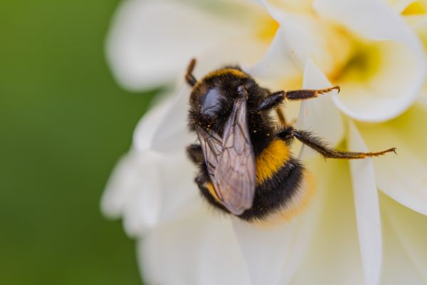 ธรรมชาติ, การถ่ายภาพ, แมลง, สีเหลือง, เรณู, Bumblebee