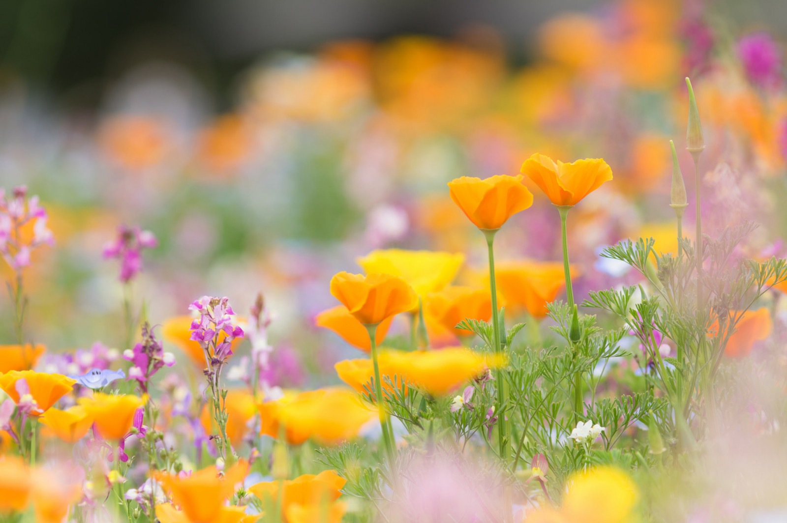 flower, plant, petal, Natural landscape, vegetation, grass, groundcover, herbaceous plant, grassland, flowering plant, landscape, meadow, annual plant, prairie, lawn, field, close up, garden, daisy family, wildlife, wildflower, plant stem, magenta, macro photography, coquelicot, landscaping, poppy family, lily family, Peach, shrub, poppy, garden cosmos