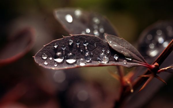 piante,gocce d'acqua,macro