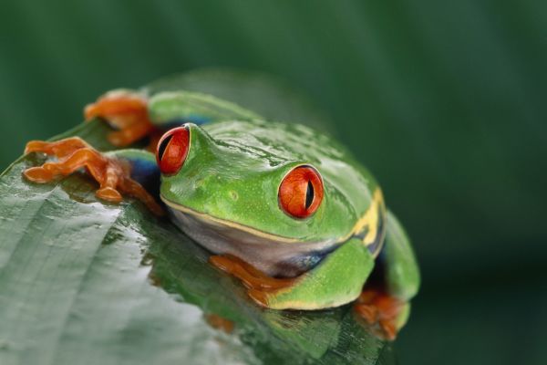 hewan,alam,hijau,margasatwa,katak,amfibi