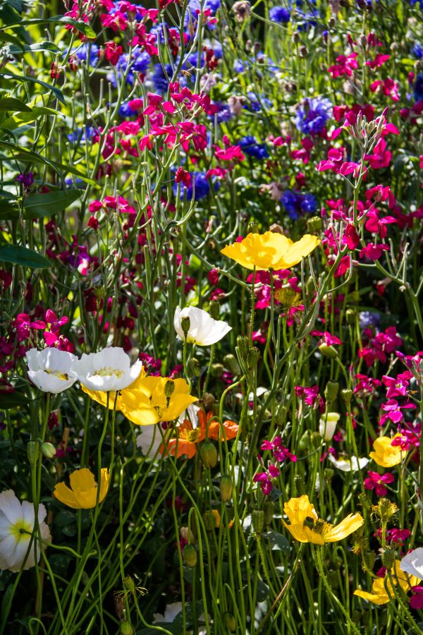 grama,flor,plantar,flora,jardim,Papoila