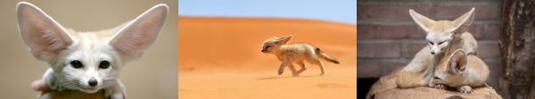 triplo schermo,5760x1080 px,deserto,Fennec,Volpe,monitor multipli