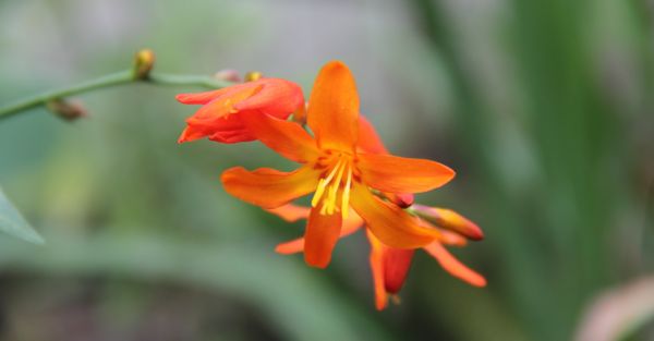 natura, Nepal, Kathmandu, fiore, giallo, foglia